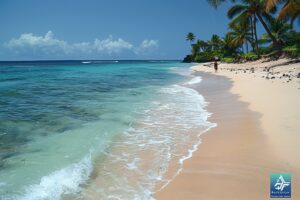 Lire la suite à propos de l’article Découvrez les plages de la Réunion : Un paradis pour les amoureux du sable et de l’océan